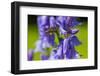 Honeybee flying to Bluebell flowers, Wales, UK-Phil Savoie-Framed Photographic Print