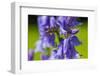 Honeybee flying to Bluebell flowers, Wales, UK-Phil Savoie-Framed Photographic Print