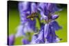 Honeybee flying to Bluebell flowers, Wales, UK-Phil Savoie-Stretched Canvas