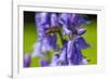 Honeybee flying to Bluebell flowers, Wales, UK-Phil Savoie-Framed Photographic Print