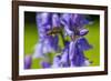 Honeybee flying to Bluebell flowers, Wales, UK-Phil Savoie-Framed Photographic Print