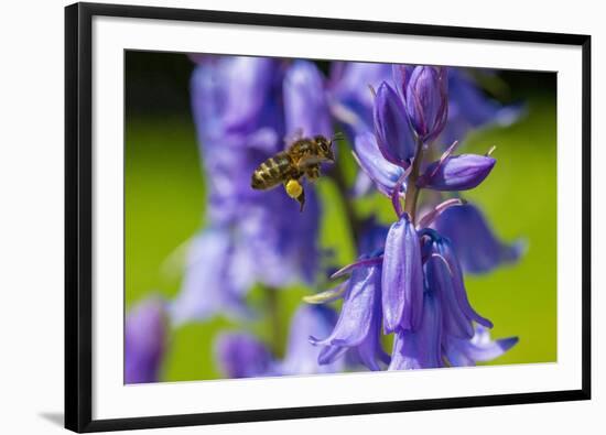 Honeybee flying to Bluebell flowers, Wales, UK-Phil Savoie-Framed Photographic Print