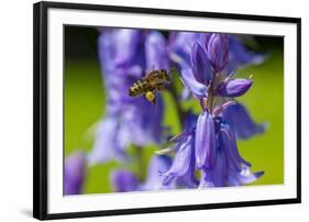 Honeybee flying to Bluebell flowers, Wales, UK-Phil Savoie-Framed Photographic Print