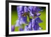 Honeybee flying to Bluebell flowers, Wales, UK-Phil Savoie-Framed Photographic Print