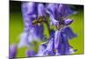 Honeybee flying to Bluebell flowers, Wales, UK-Phil Savoie-Mounted Photographic Print