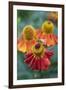 Honeybee on an orange coloured Helenium garden flower, Berkshire, England, United Kingdom, Europe-Stuart Black-Framed Photographic Print