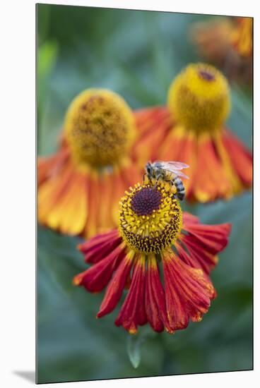 Honeybee on an orange coloured Helenium garden flower, Berkshire, England, United Kingdom, Europe-Stuart Black-Mounted Premium Photographic Print