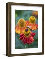 Honeybee on an orange coloured Helenium garden flower, Berkshire, England, United Kingdom, Europe-Stuart Black-Framed Photographic Print