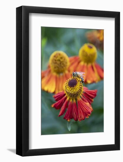 Honeybee on an orange coloured Helenium garden flower, Berkshire, England, United Kingdom, Europe-Stuart Black-Framed Photographic Print