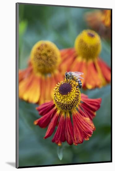 Honeybee on an orange coloured Helenium garden flower, Berkshire, England, United Kingdom, Europe-Stuart Black-Mounted Photographic Print