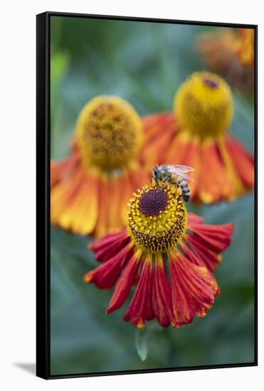 Honeybee on an orange coloured Helenium garden flower, Berkshire, England, United Kingdom, Europe-Stuart Black-Framed Stretched Canvas