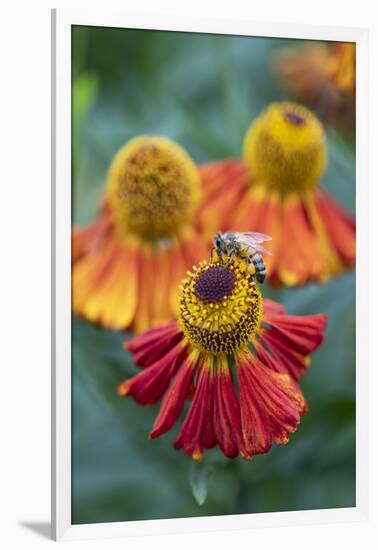 Honeybee on an orange coloured Helenium garden flower, Berkshire, England, United Kingdom, Europe-Stuart Black-Framed Photographic Print