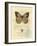 Honeybee Papillon-Chad Barrett-Framed Art Print