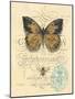 Honeybee Papillon-Chad Barrett-Mounted Art Print