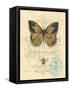 Honeybee Papillon-Chad Barrett-Framed Stretched Canvas