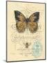 Honeybee Papillon-Chad Barrett-Mounted Art Print