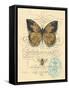 Honeybee Papillon-Chad Barrett-Framed Stretched Canvas