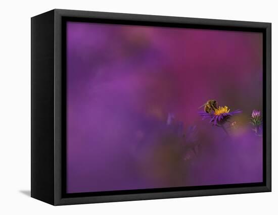 Honeybee Pollinating New England Aster Blossom, Michigan, USA-Mark Carlson-Framed Stretched Canvas