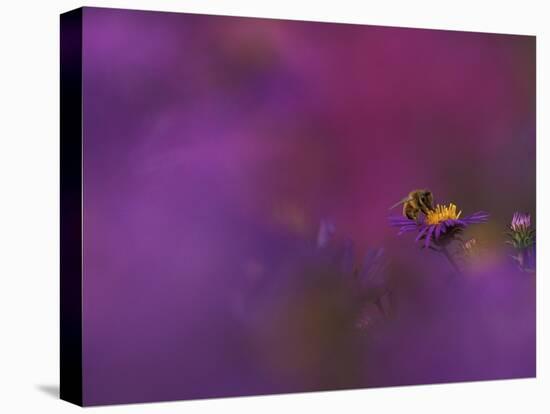 Honeybee Pollinating New England Aster Blossom, Michigan, USA-Mark Carlson-Stretched Canvas