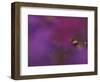 Honeybee Pollinating New England Aster Blossom, Michigan, USA-Mark Carlson-Framed Photographic Print