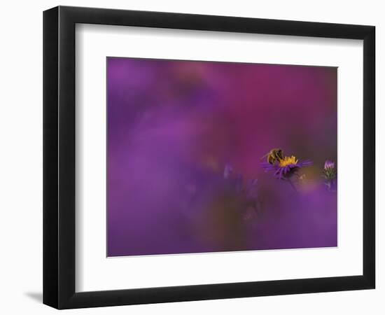 Honeybee Pollinating New England Aster Blossom, Michigan, USA-Mark Carlson-Framed Photographic Print