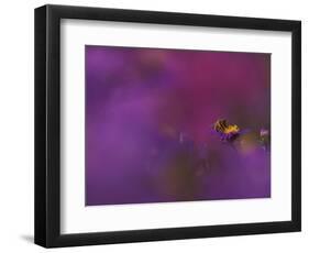 Honeybee Pollinating New England Aster Blossom, Michigan, USA-Mark Carlson-Framed Photographic Print