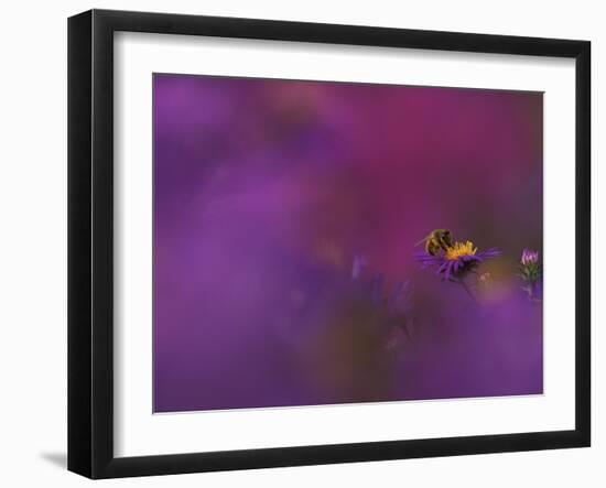 Honeybee Pollinating New England Aster Blossom, Michigan, USA-Mark Carlson-Framed Photographic Print