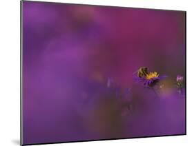 Honeybee Pollinating New England Aster Blossom, Michigan, USA-Mark Carlson-Mounted Photographic Print
