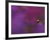 Honeybee Pollinating New England Aster Blossom, Michigan, USA-Mark Carlson-Framed Photographic Print