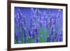 Honeybee visiting Lavender in lavender fields, France-Juan Carlos Munoz-Framed Photographic Print