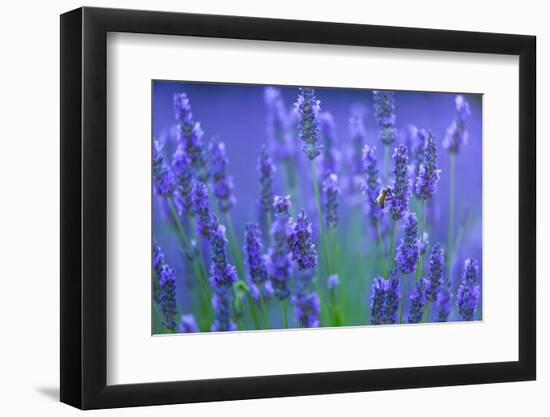 Honeybee visiting Lavender in lavender fields, France-Juan Carlos Munoz-Framed Photographic Print