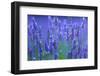 Honeybee visiting Lavender in lavender fields, France-Juan Carlos Munoz-Framed Photographic Print