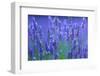 Honeybee visiting Lavender in lavender fields, France-Juan Carlos Munoz-Framed Photographic Print