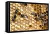 Honeybee Workers Tending Honeycomb-null-Framed Stretched Canvas