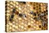 Honeybee Workers Tending Honeycomb-null-Stretched Canvas