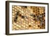 Honeybee Workers Tending Honeycomb-null-Framed Premium Photographic Print