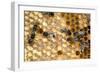 Honeybee Workers Tending Honeycomb-null-Framed Premium Photographic Print