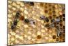 Honeybee Workers Tending Honeycomb-null-Mounted Premium Photographic Print