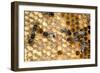 Honeybee Workers Tending Honeycomb-null-Framed Photographic Print