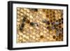 Honeybee Workers Tending Honeycomb-null-Framed Photographic Print