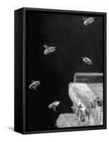 Honeybees-Wallace Kirkland-Framed Stretched Canvas