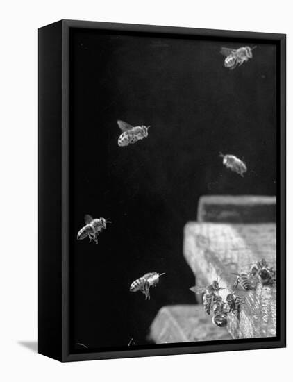 Honeybees-Wallace Kirkland-Framed Stretched Canvas