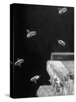 Honeybees-Wallace Kirkland-Stretched Canvas