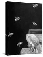 Honeybees-Wallace Kirkland-Stretched Canvas