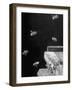 Honeybees-Wallace Kirkland-Framed Photographic Print