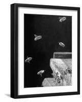 Honeybees-Wallace Kirkland-Framed Photographic Print