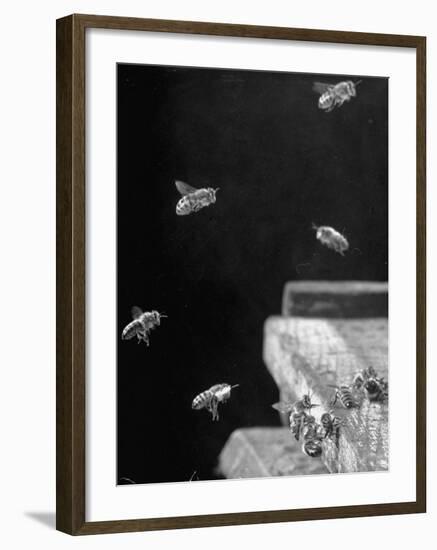 Honeybees-Wallace Kirkland-Framed Photographic Print