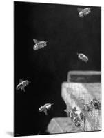 Honeybees-Wallace Kirkland-Mounted Photographic Print