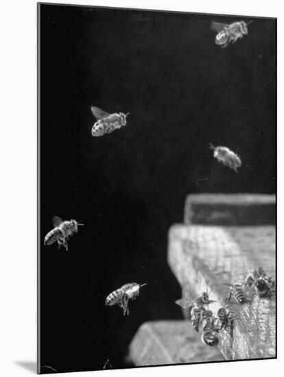 Honeybees-Wallace Kirkland-Mounted Photographic Print