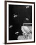 Honeybees-Wallace Kirkland-Framed Photographic Print